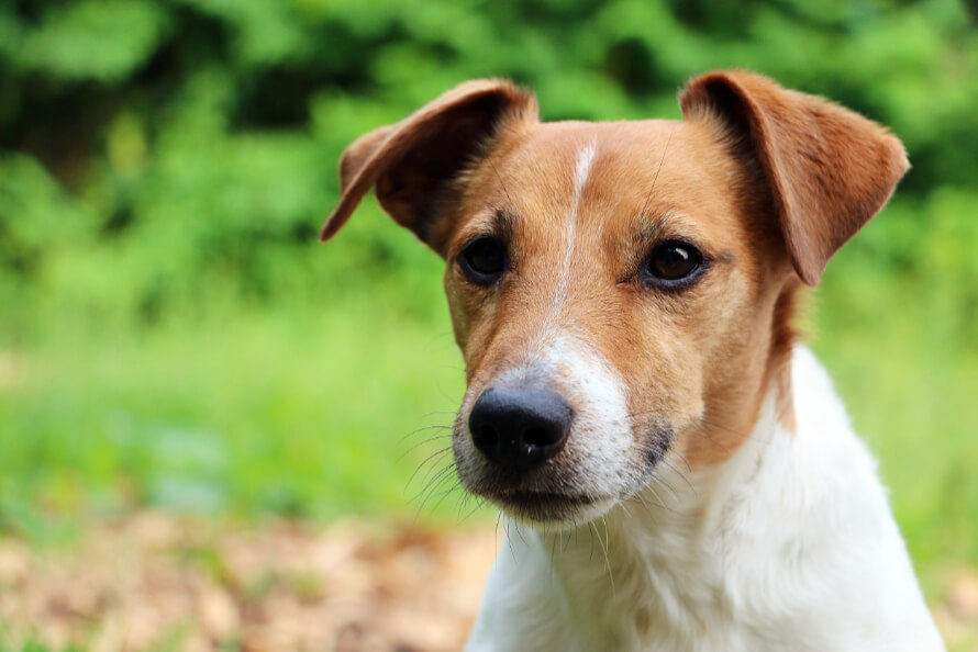 jackrussel terrier